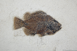 Prepare Your Own Fossil Fish Kit (Priscacara) #677-1